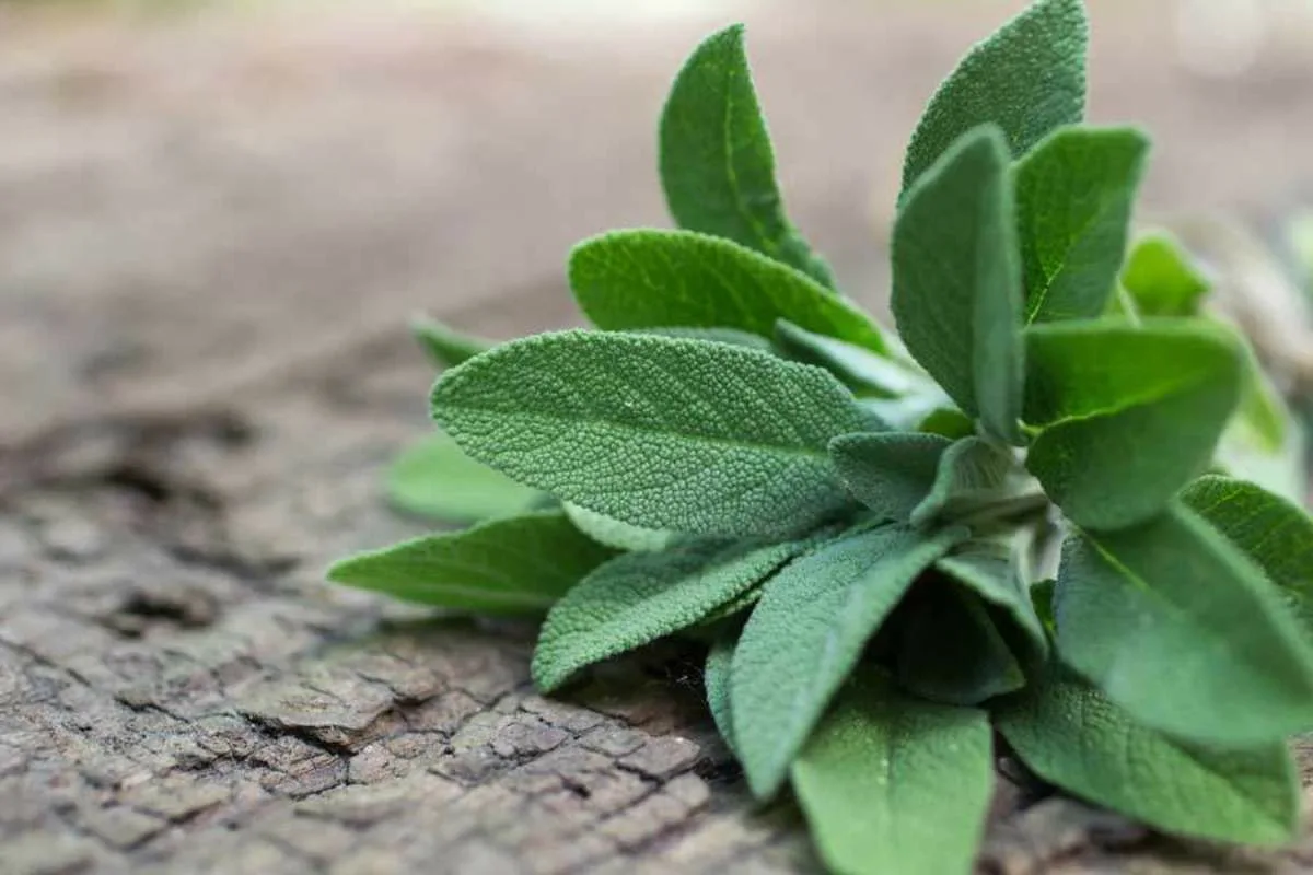 Salva: a planta aromática que se tornou uma grande aliada da saúde feminina