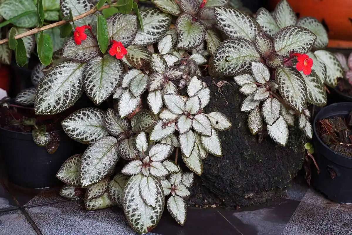 A planta que toda a gente quer tocar: a Episcia, a verdadeira “planta de terciopelo” que domina 2025