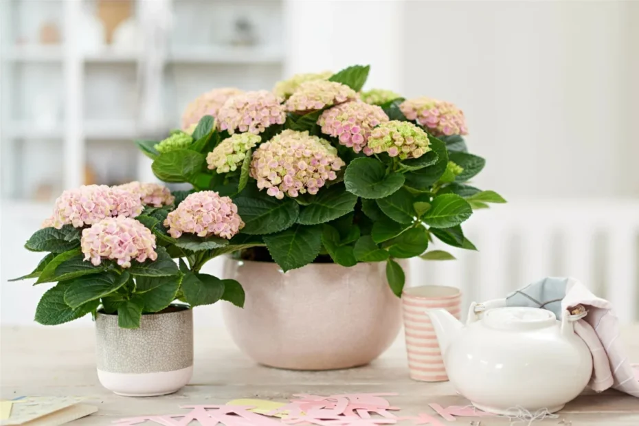 Nunca coloques esta planta dentro de casa: segundo o Feng Shui, atrai má sorte e solidão