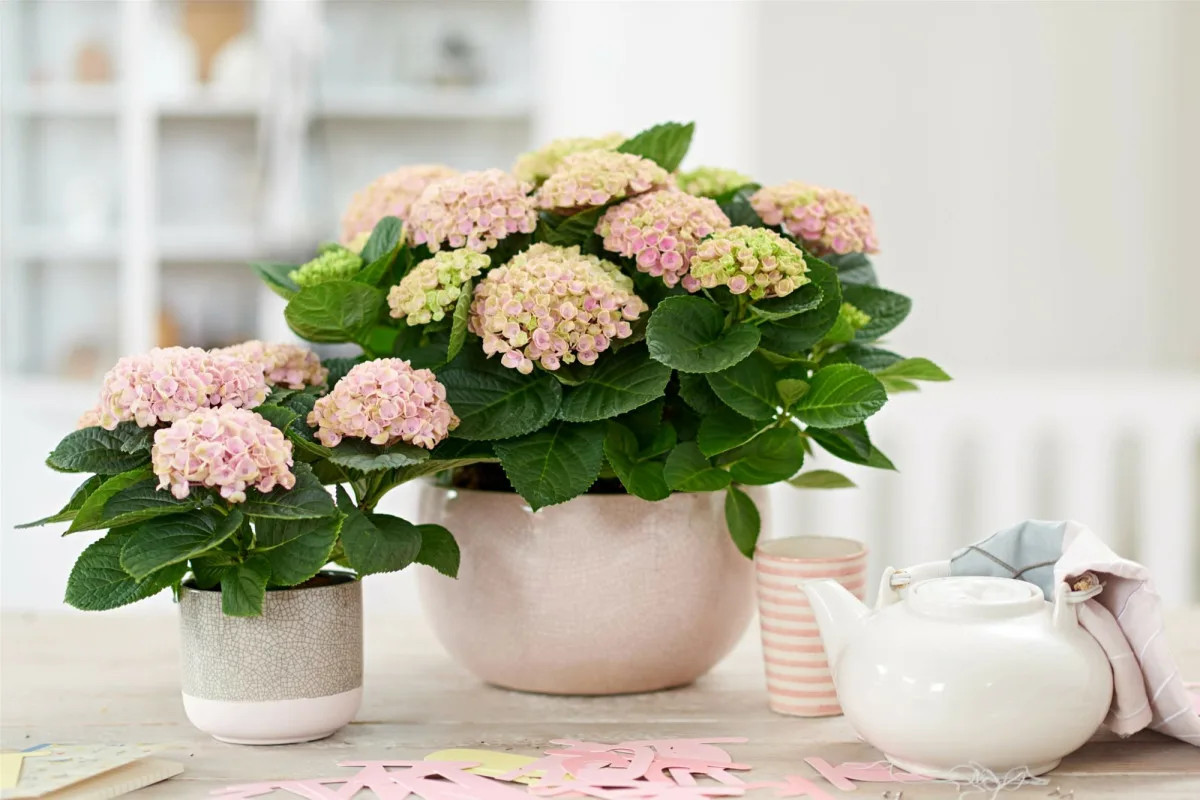 Nunca coloques esta planta dentro de casa: segundo o Feng Shui, atrai má sorte e solidão