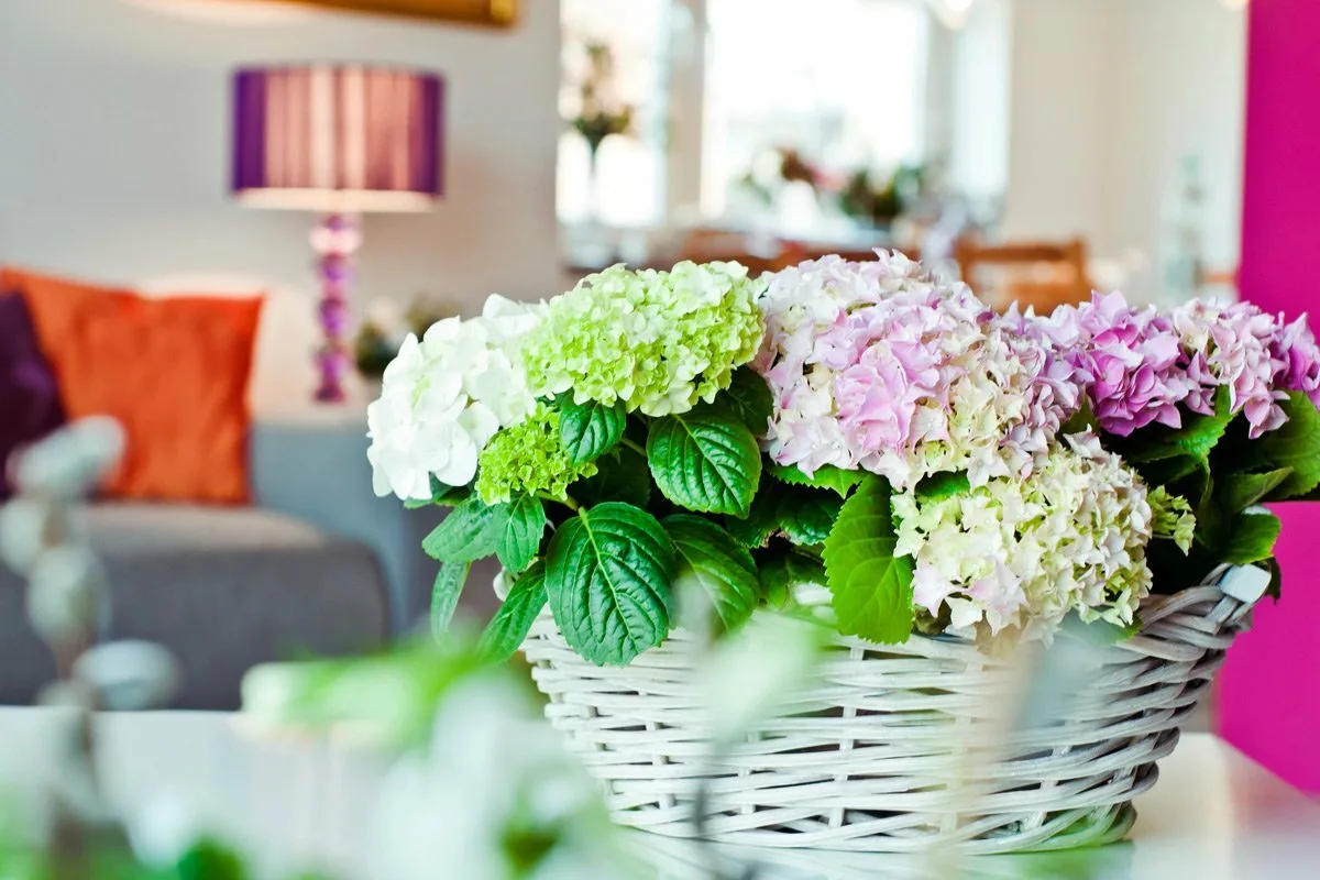 Nunca coloques esta planta dentro de casa: segundo o Feng Shui, atrai má sorte e solidão