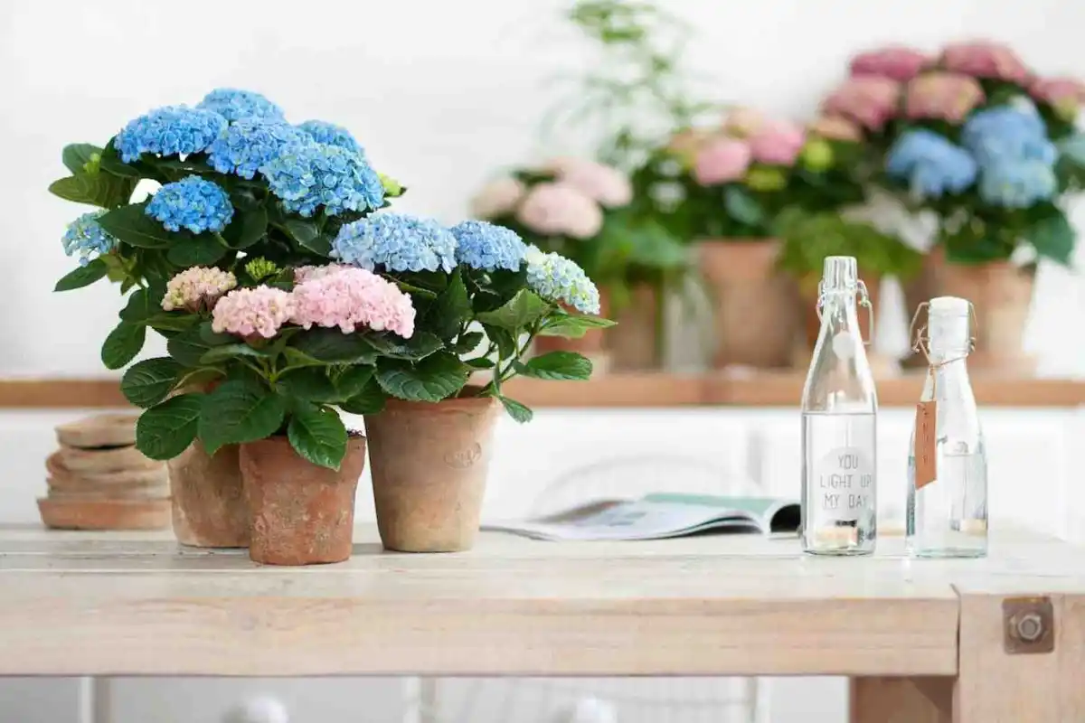 Nunca coloques esta planta dentro de casa: segundo o Feng Shui, atrai má sorte e solidão