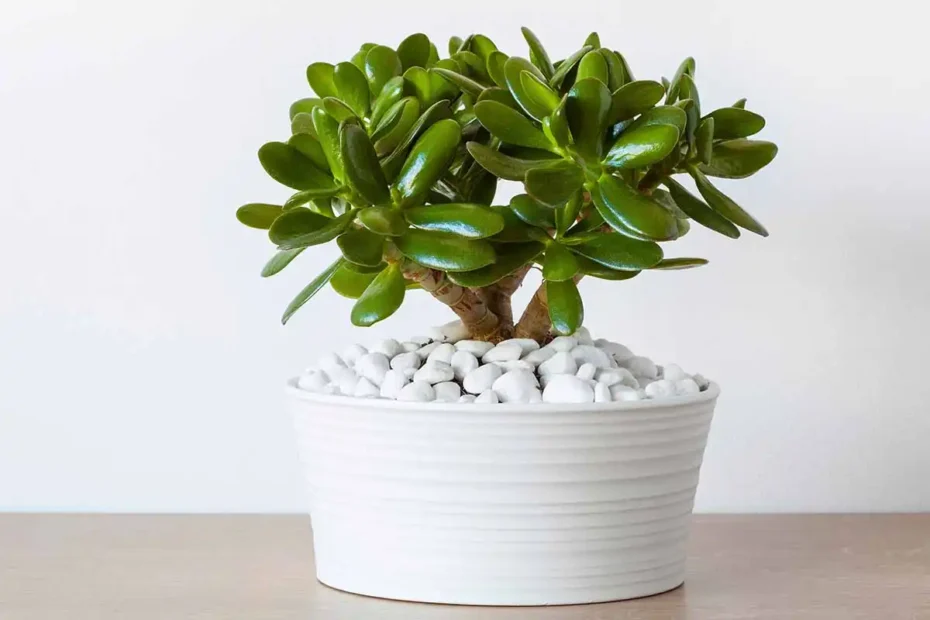 Onde colocar a planta do dinheiro para atrair boas energias segundo o Feng Shui