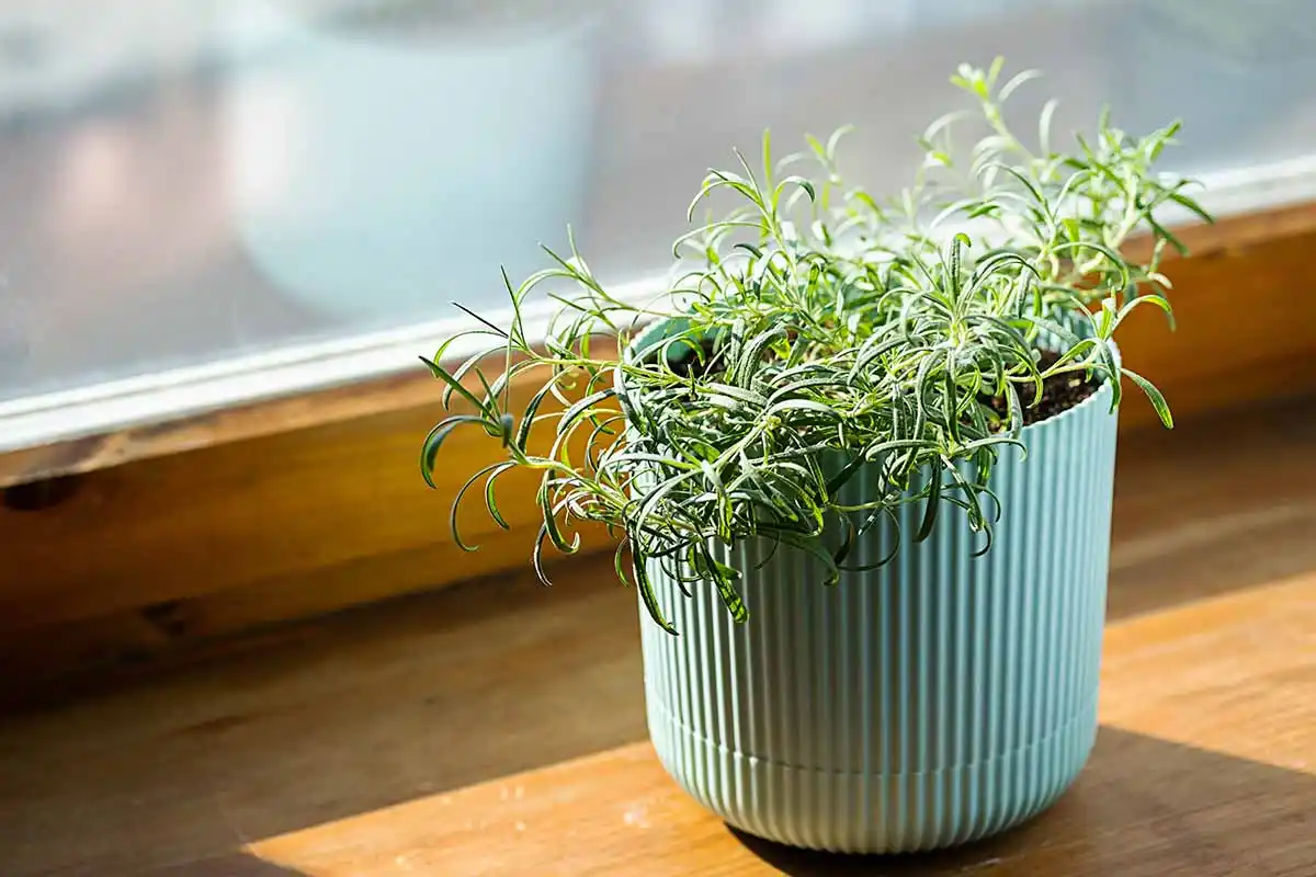 A planta que melhora a memória, aumenta a concentração e derrete o stress – e cresce em qualquer canto da casa