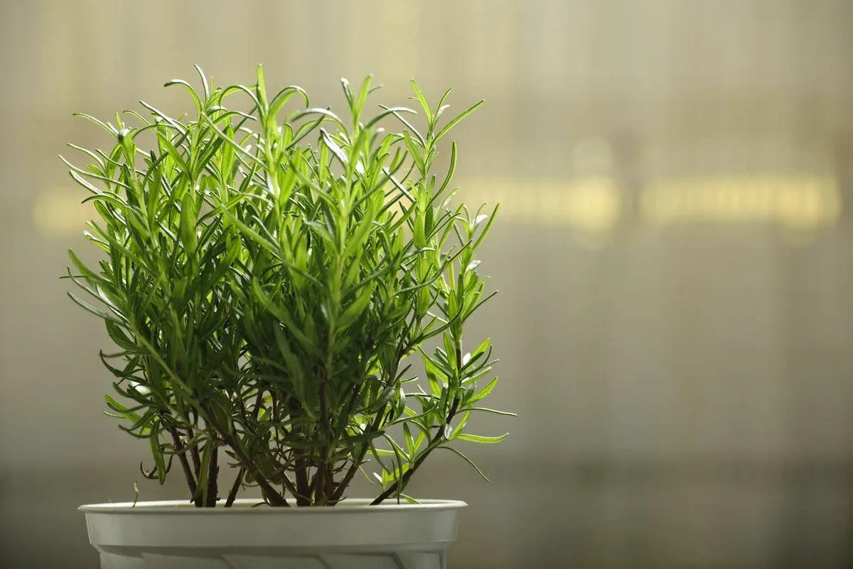 A planta que melhora a memória, aumenta a concentração e derrete o stress – e cresce em qualquer canto da casa