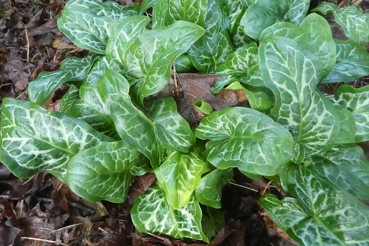 Plantas bulbosas perigosas: cinco espécies que deve evitar no seu jardim