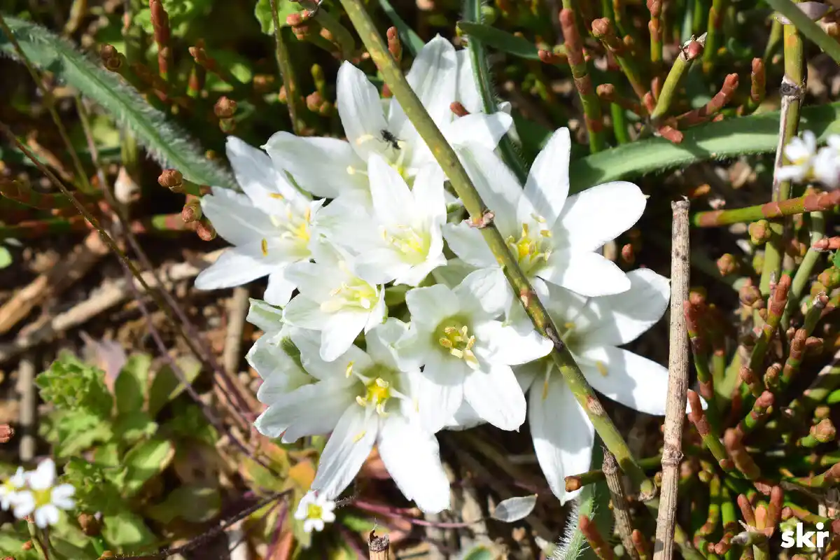 Plantas bulbosas perigosas: cinco espécies que deve evitar no seu jardim