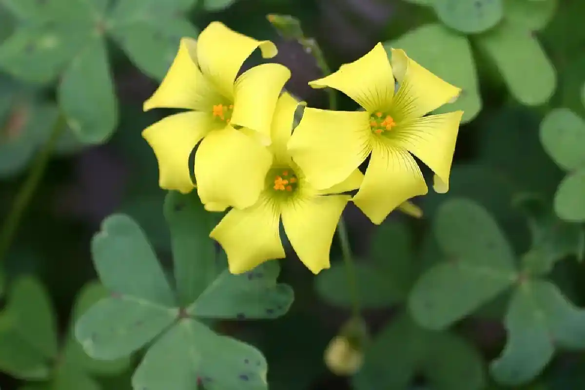 Plantas bulbosas perigosas: cinco espécies que deve evitar no seu jardim