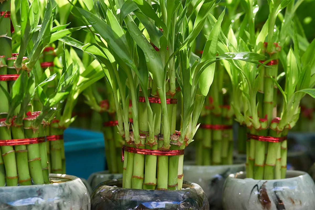 Plantas que não deves plantar no jardim: podem danificar o solo e as estruturas