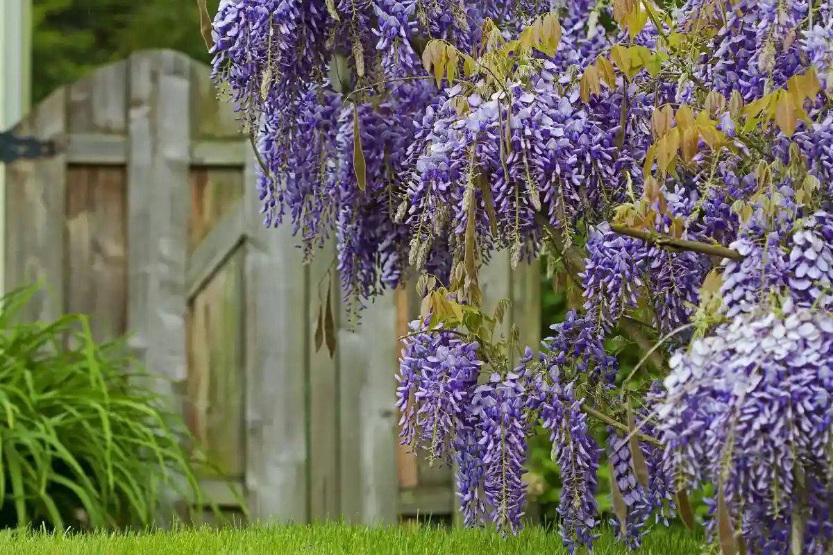 Plantas que não deves plantar no jardim: podem danificar o solo e as estruturas