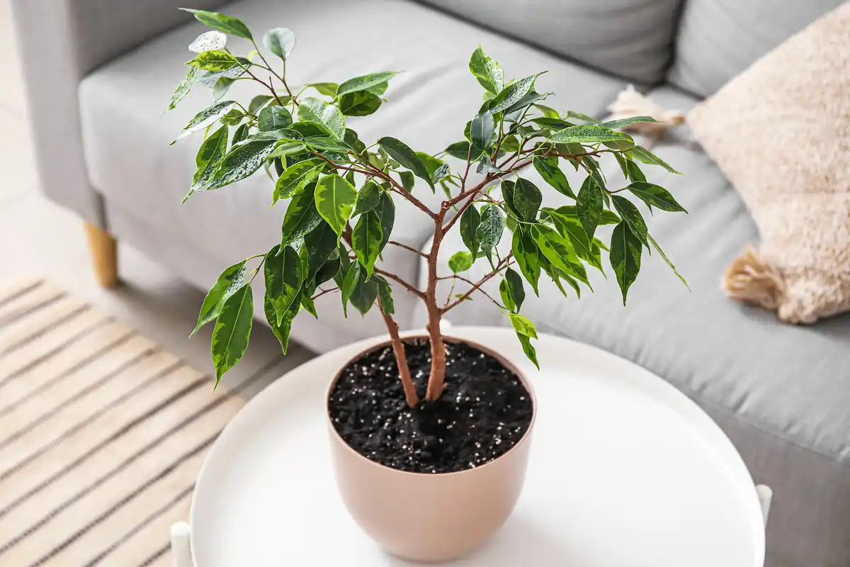 O Segredo Natural para Plantas Mais Fortes: O Poder do Sal Mineral