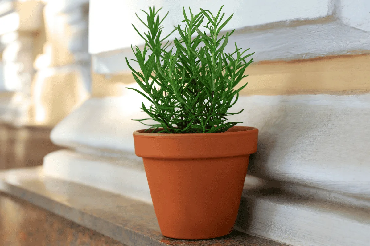 As 8 melhores plantas para cultivar dentro de casa, segundo um especialista em jardinagem