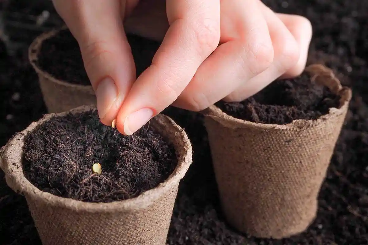 A Flor Que Transforma Qualquer Canto com Simplicidade