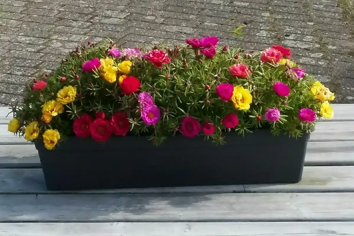 A Flor Que Transforma Qualquer Canto com Simplicidade