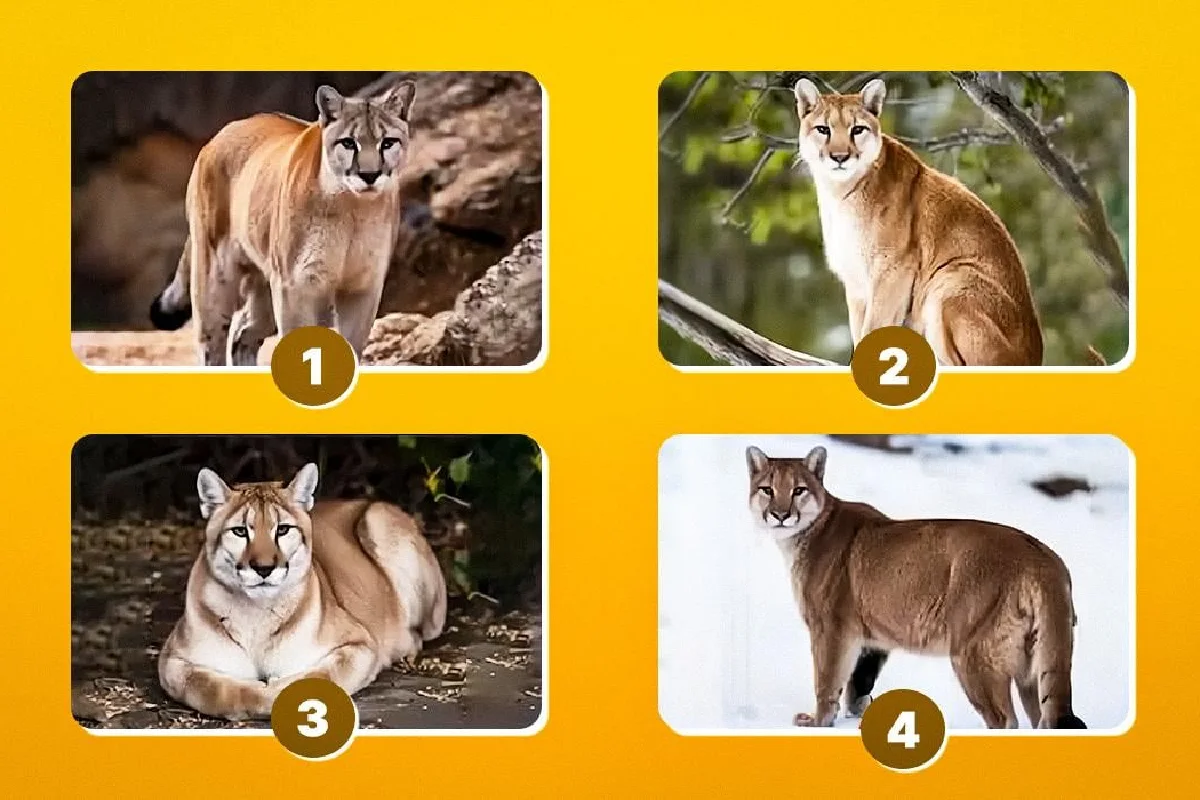 Escolhe a puma que mais te atrai e descobre o teu verdadeiro estilo de inteligência