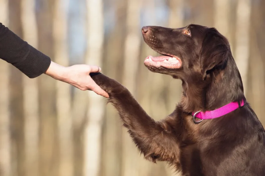 O Que Significa Quando o Teu Cão Te Dá a Pata Sem Pedires