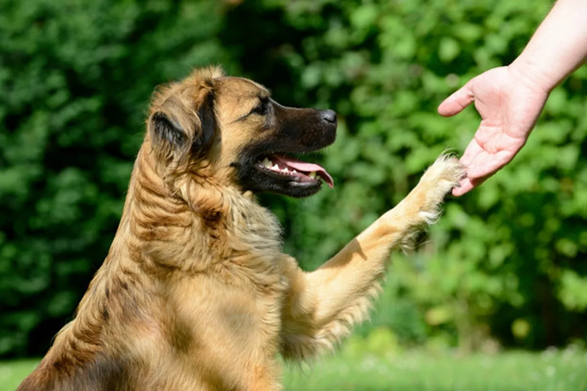 O Que Significa Quando o Teu Cão Te Dá a Pata Sem Pedires