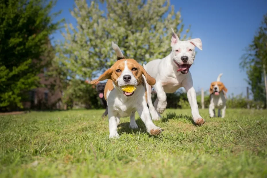 As 3 raças de cães mais brincalhonas, segundo veterinários