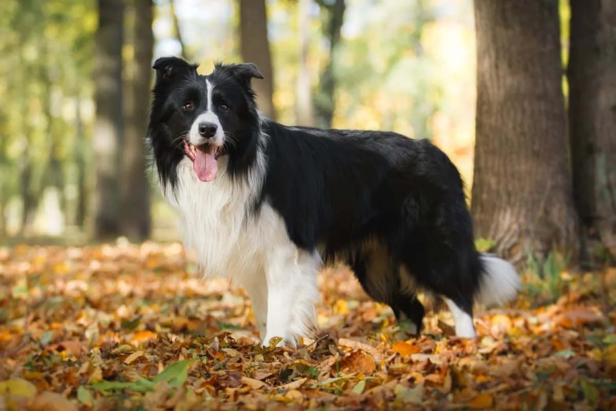 As 3 raças de cães mais brincalhonas, segundo veterinários