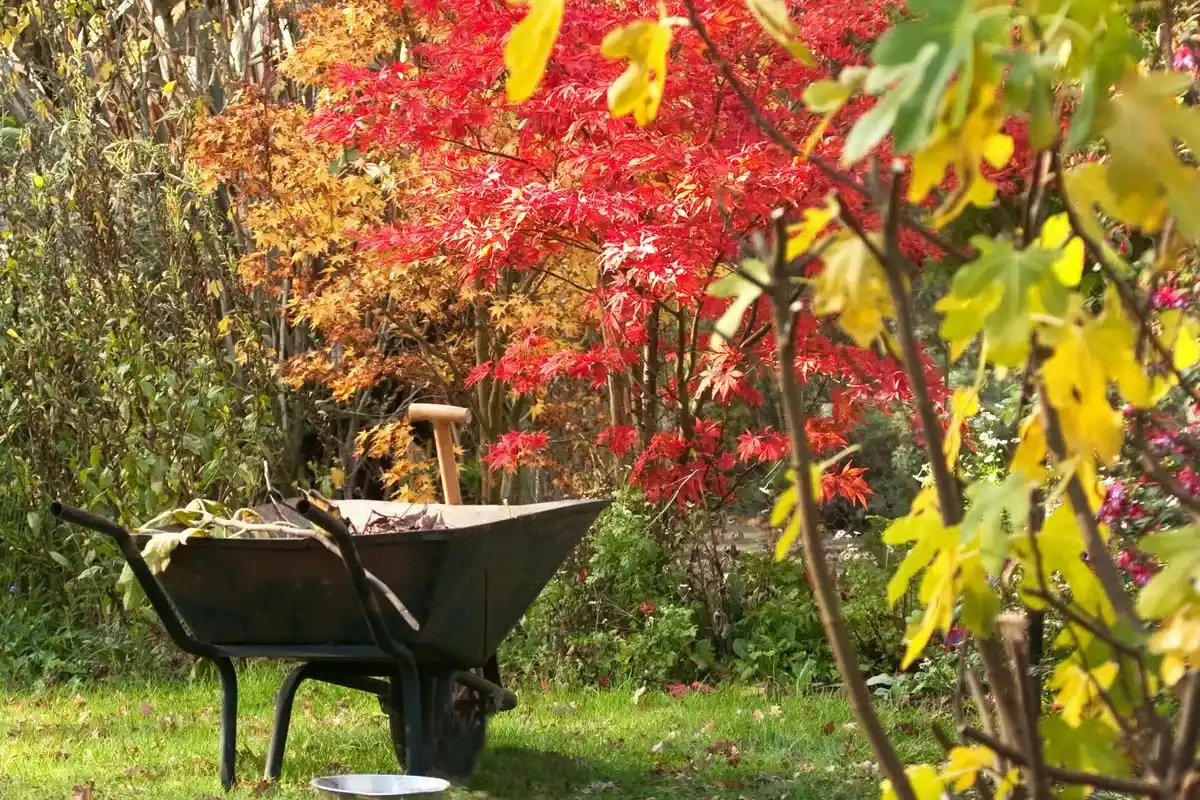 Renova o teu jardim: 3 árvores de fruto ideais para semear em novembro e aproveitar na estação fria
