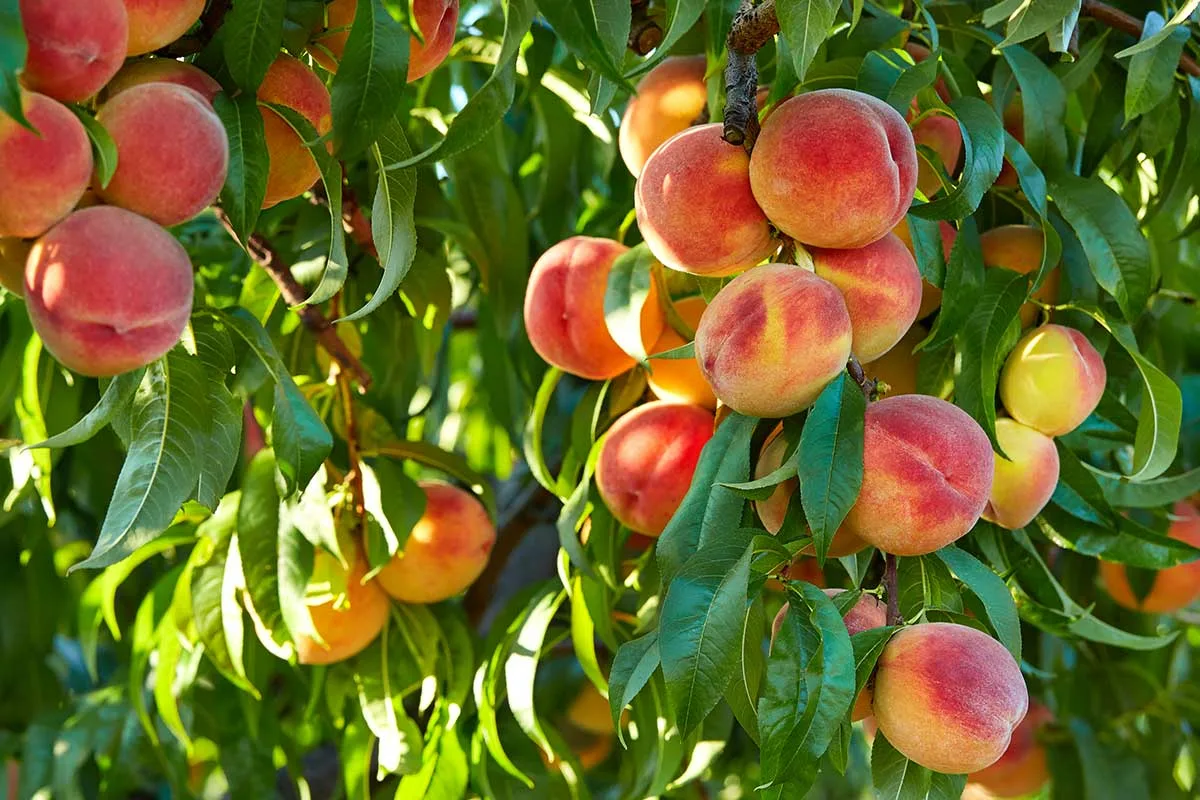 Renova o teu jardim: 3 árvores de fruto ideais para semear em novembro e aproveitar na estação fria