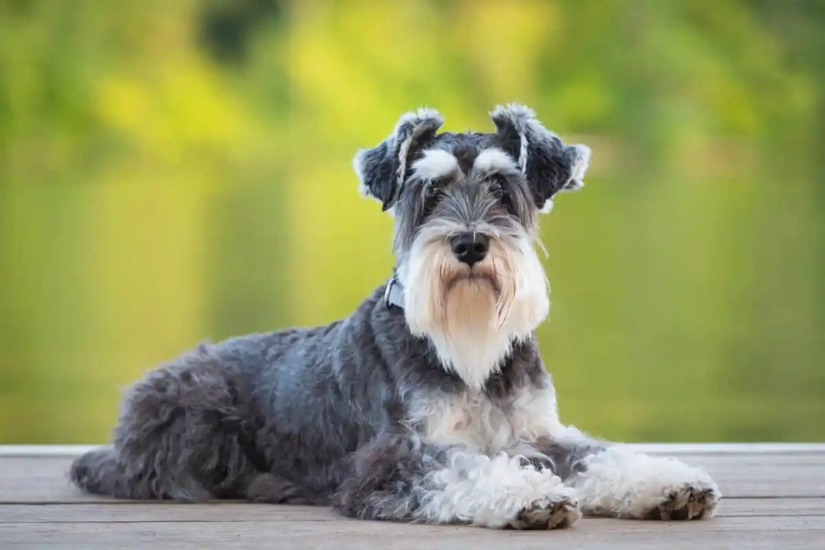 Como cuidar de um schnauzer miniatura para que cresça saudável e feliz