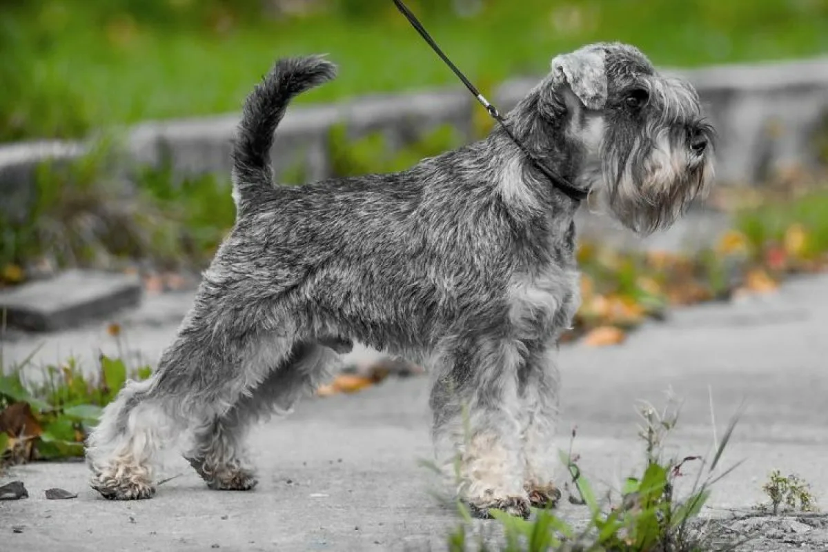 Como cuidar de um schnauzer miniatura para que cresça saudável e feliz