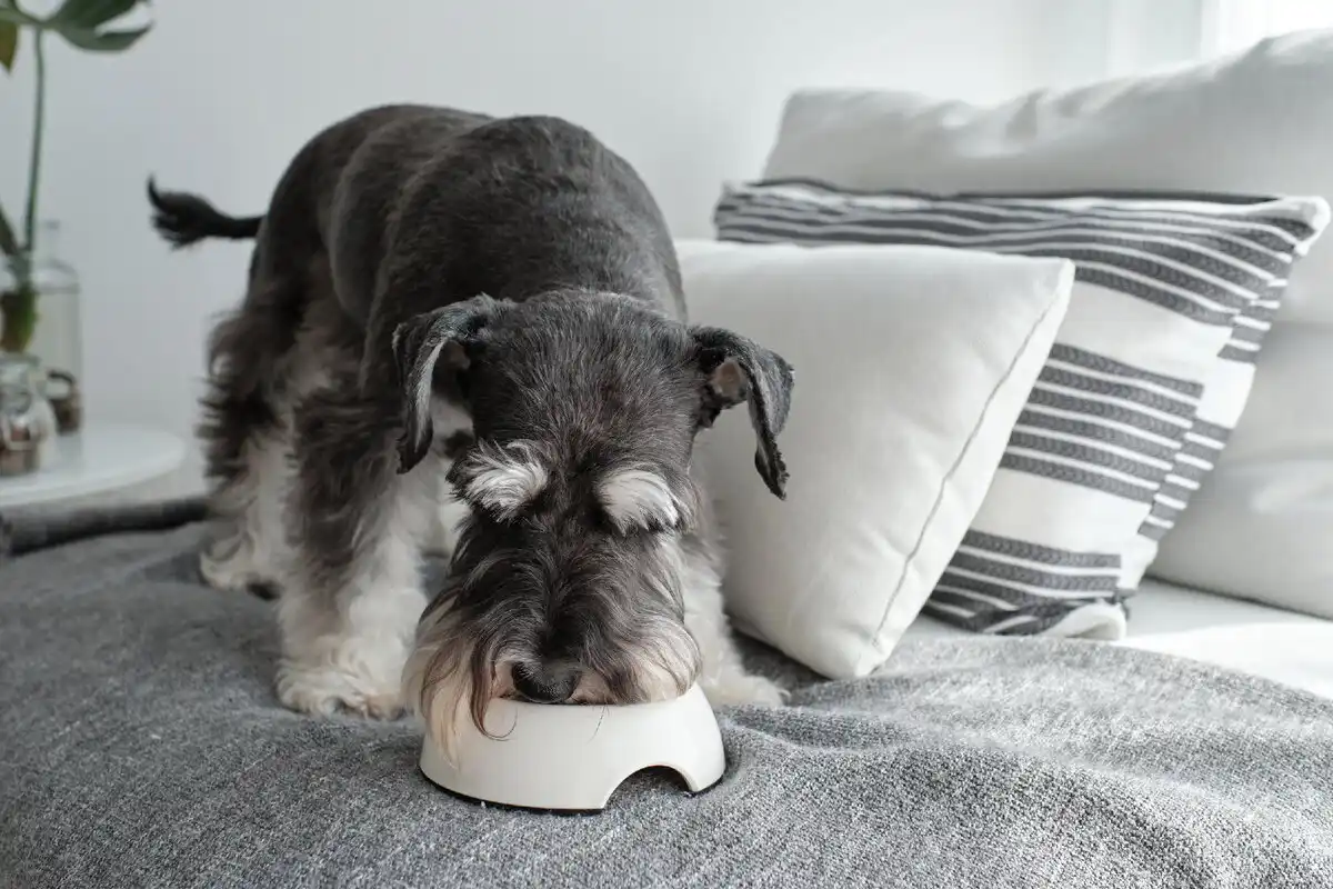 Como cuidar de um schnauzer miniatura para que cresça saudável e feliz