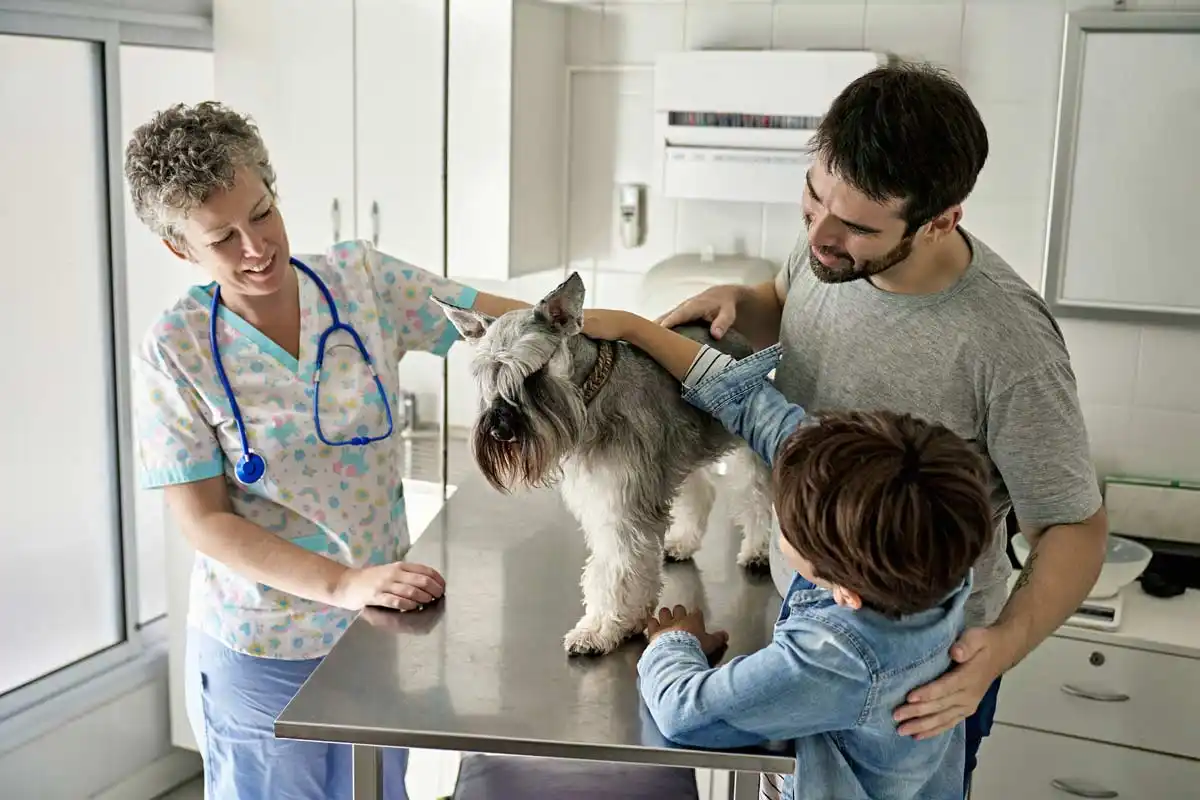 Como cuidar de um schnauzer miniatura para que cresça saudável e feliz