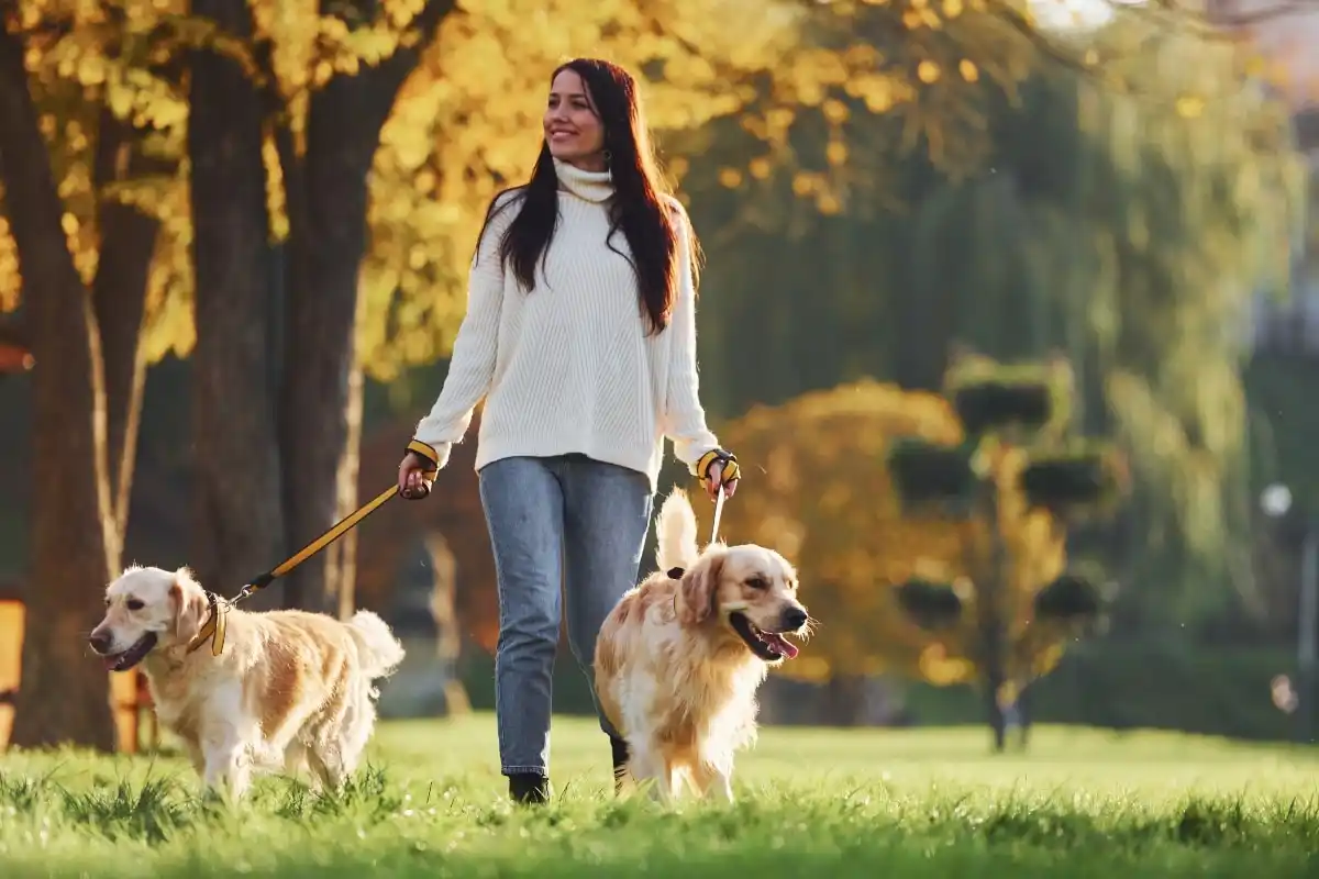 Como evitar que o seu cão seja agressivo com outros animais