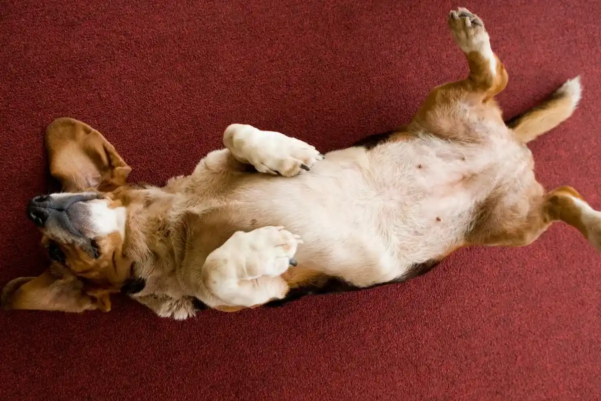 O que significa quando o teu cão mostra a barriga sempre