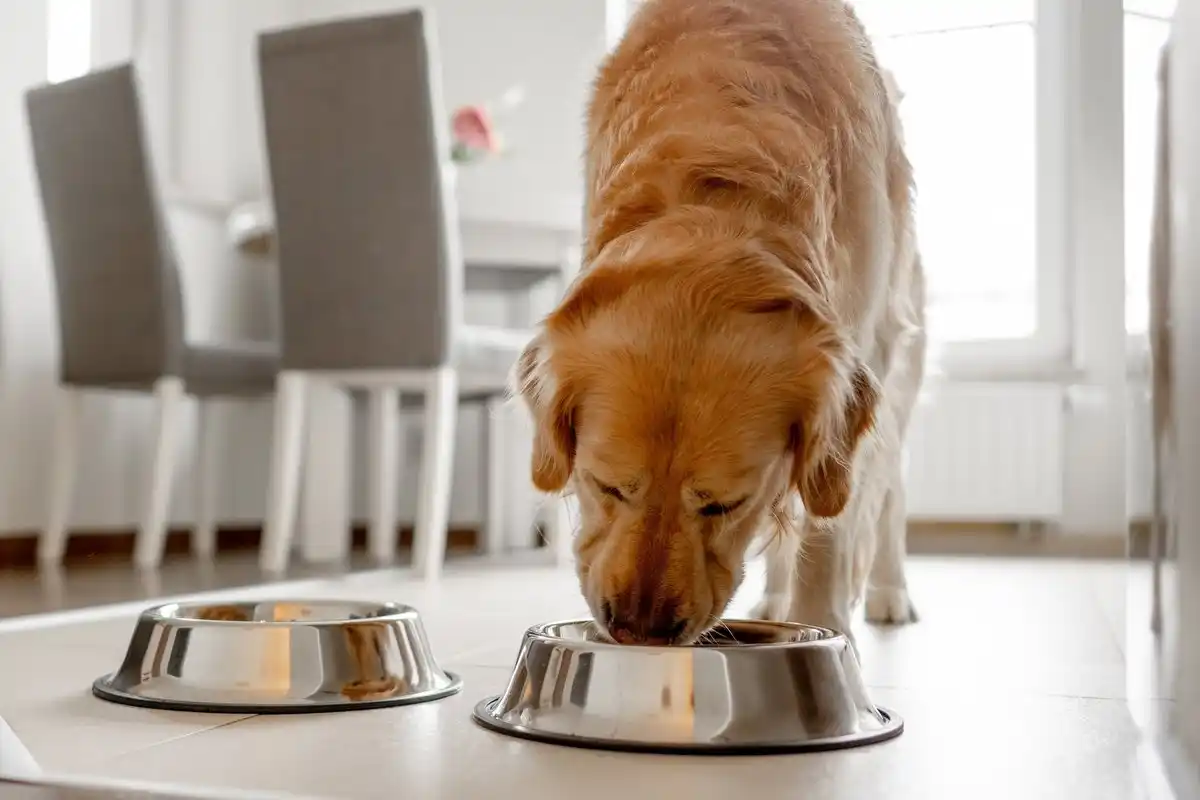 Subprodutos seguros para cães: como incluí-los na alimentação