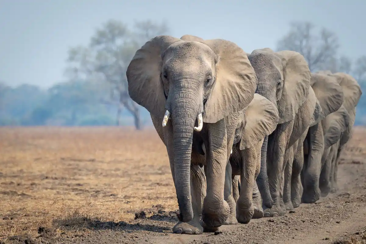 Que animal és tu? O teste que te vê por dentro em apenas um olhar