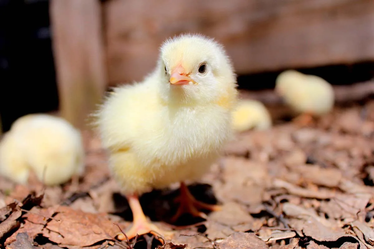 Que animal és tu? O teste que te vê por dentro em apenas um olhar