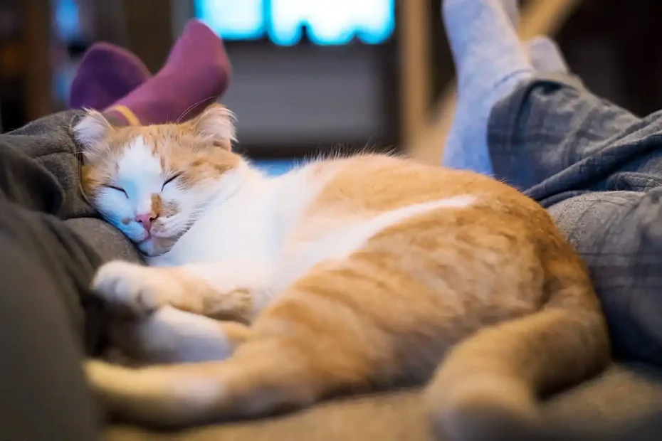 Por Que o Teu Gato Dorme aos Teus Pés? O Motivo Emocional e Instintivo