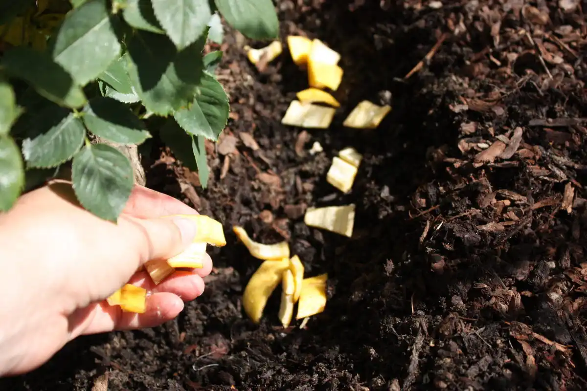 O truque que os jardineiros mais velhos guardam a sete chaves para os rosais sobreviverem ao inverno e explodirem de flores na primavera